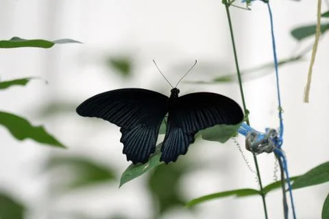 Butterfly Stock Photos