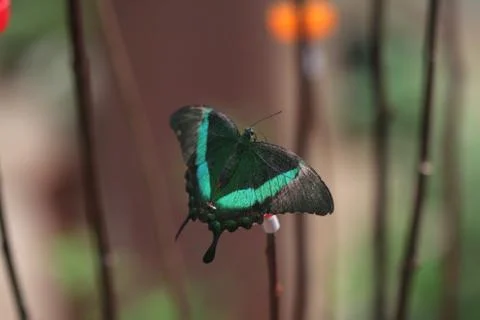 Butterfly Stock Photos