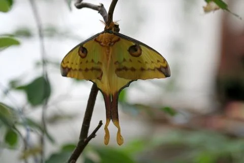 Butterfly Stock Photos