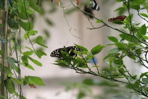Butterfly Foto stock