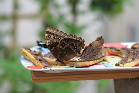 Butterfly Stock Photos