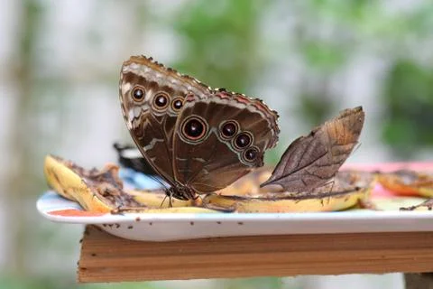 Butterfly Foto stock