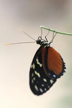 Butterfly Stock Photos