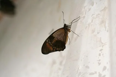 Butterfly Stock Photos