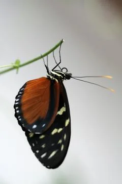 Butterfly Stock Photos