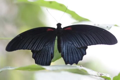 Butterfly Stock Photos