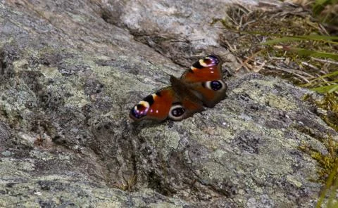 Butterfly Foto stock