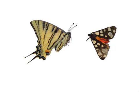 Butterfly Stock Photos