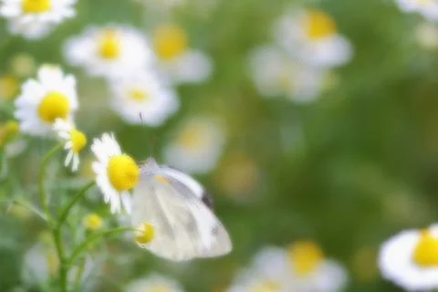 Butterfly Stock Photos
