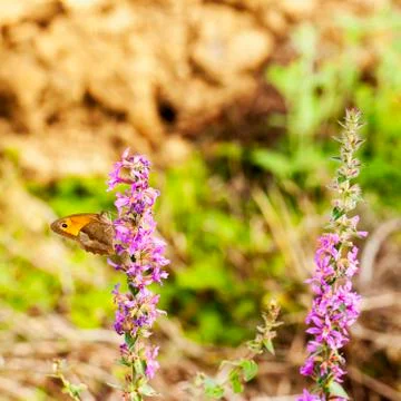 Butterfly Stock Photos