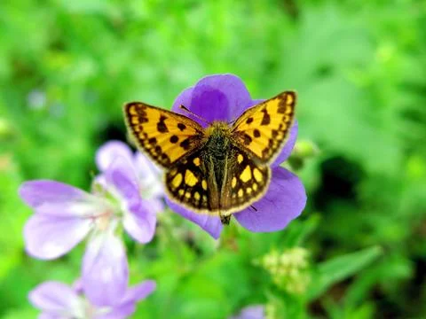 Butterfly Foto stock
