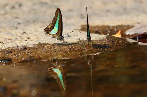 Butterfly Stock Photos