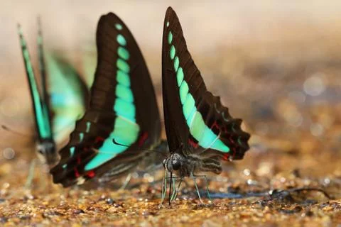 Butterfly Stock Photos