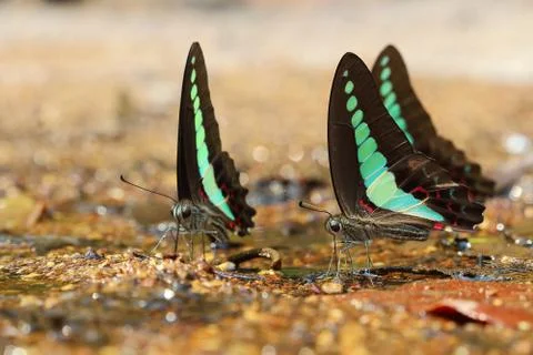 Butterfly Stock Photos
