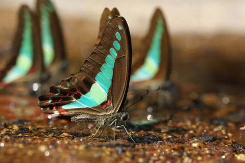 Butterfly Stock Photos