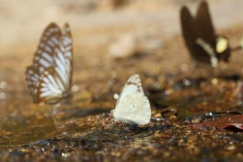 Butterfly Stock Photos