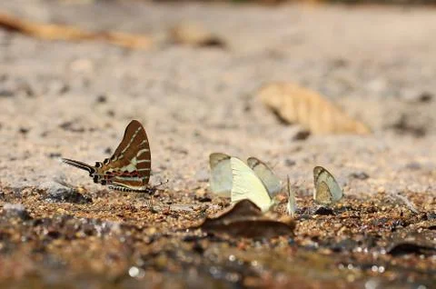 Butterfly Stock Photos