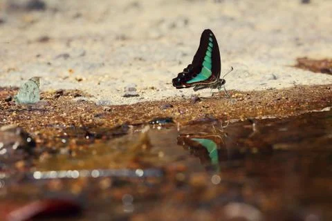 Butterfly Stock Photos