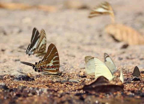 Butterfly Stock Photos