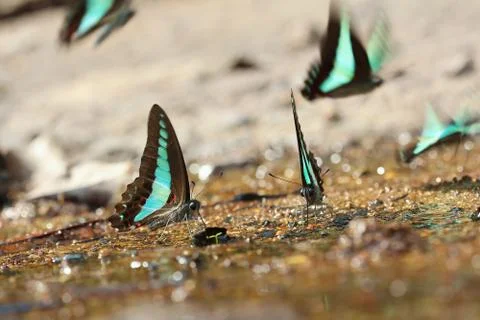 Butterfly Stock Photos