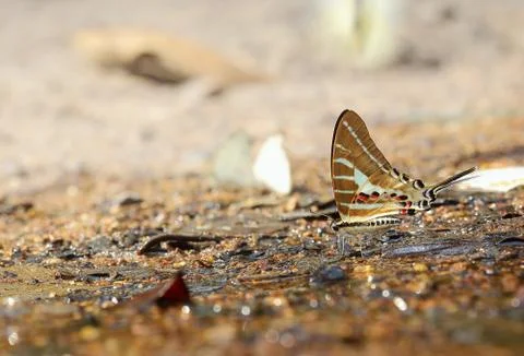 Butterfly Stock Photos