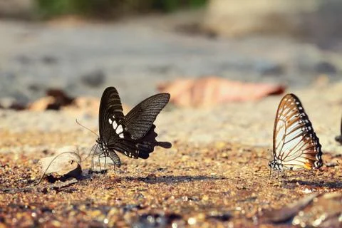 Butterfly Stock Photos