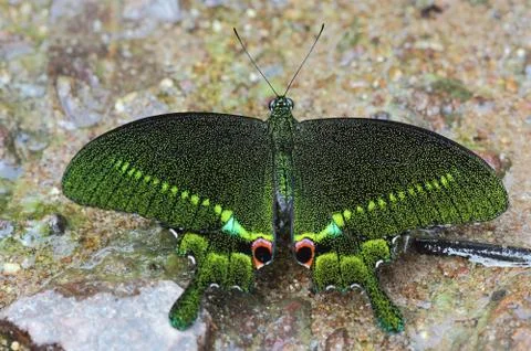 Butterfly Foto stock