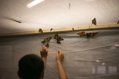 Butterfly Stock Photos