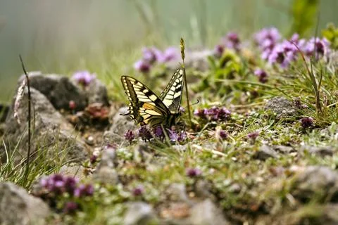 Butterfly Stock Photos