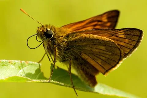 Butterfly Stock Photos