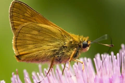 Butterfly Stock Photos