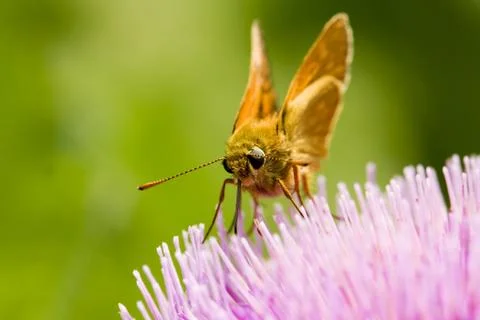 Butterfly Stock Photos