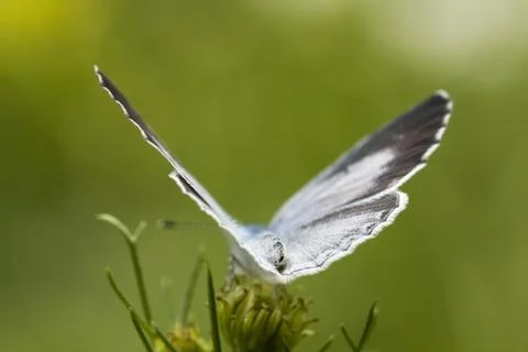 Butterfly Stock Photos