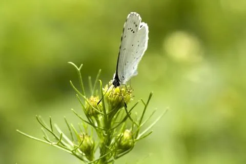 Butterfly Stock Photos