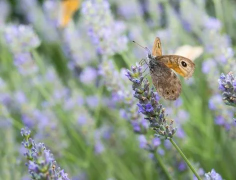 Butterfly Stock Photos