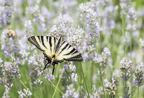 Butterfly Stock Photos