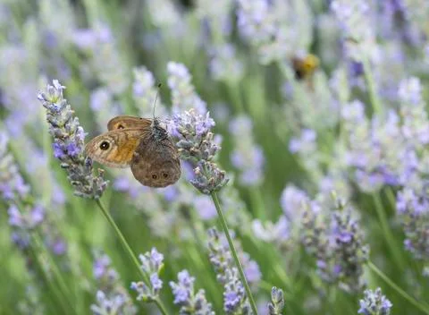 Butterfly Stock Photos