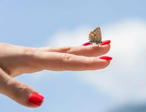 Butterfly Foto stock