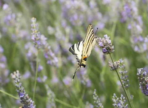 Butterfly Stock Photos