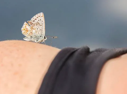 Butterfly Stock Photos
