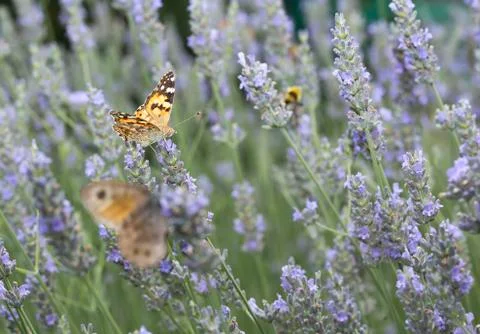 Butterfly Stock Photos