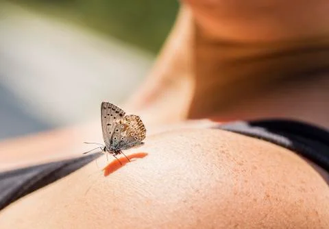 Butterfly Stock Photos