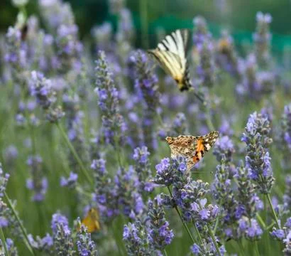 Butterfly Foto stock