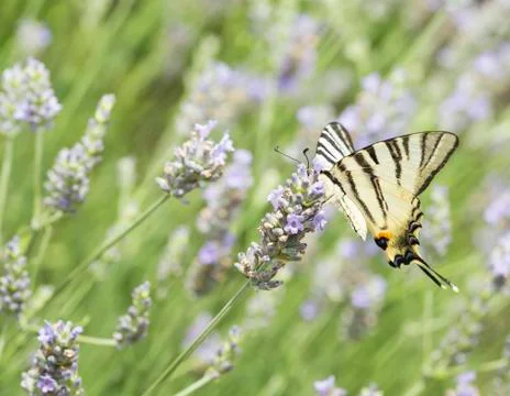 Butterfly Stock Photos