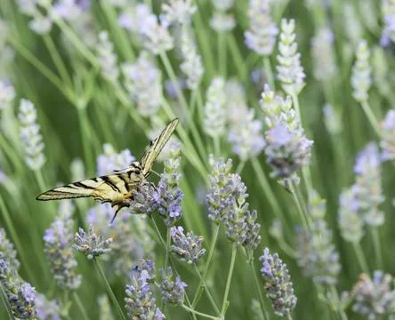 Butterfly Stock Photos