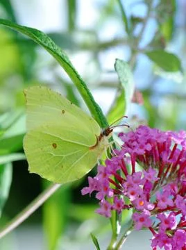 Butterfly Stock Photos
