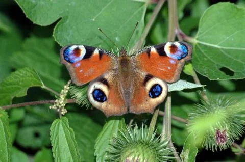 Butterfly Foto stock