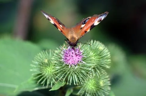 Butterfly Foto stock