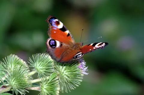 Butterfly Foto stock