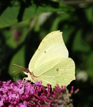 Butterfly Stock Photos